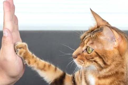 Penelitian Jambi Baru Ungkap 3 Cara Kucing Berkomunikasi