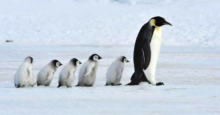 Penguin Kaisar dan Anjing Laut Bulu Antartika Berancam