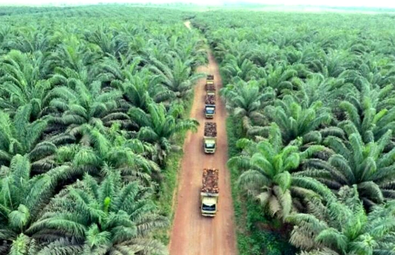Penjarahan Hasil Panen Kebun Cot Girek Turunkan Produksi