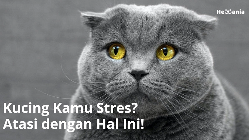 Penting Waspada Stres Kucing: Tanda, Pola, dan Cara Atasi