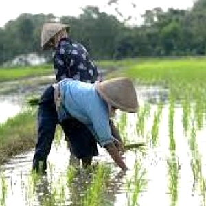 Penyerapan Pupuk Subsidi di Bandung Terhambat El Nino
