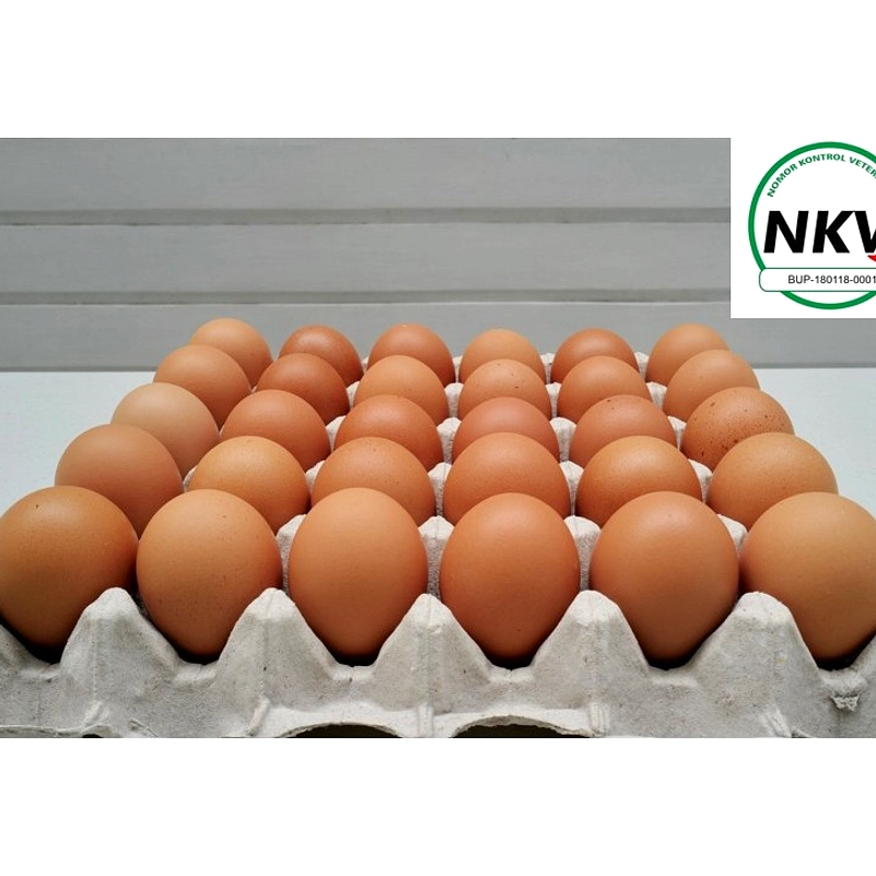 Perbedaan Grade Telur Indonesia dan AS: Visual & Gizi
