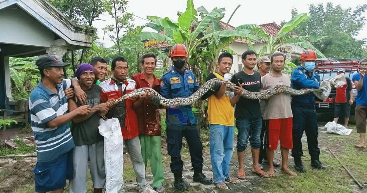 Perempuan di Muna Barat Tewas Diserang Ular Piton 6 Meter