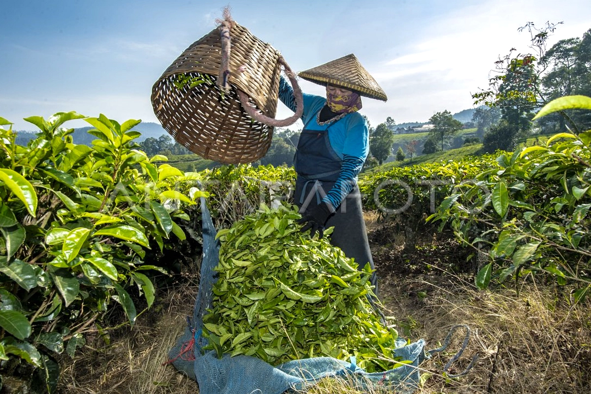 Perempuan Pimpin 145 Posisi CDF; 91,7% Berpartisipasi Aktif