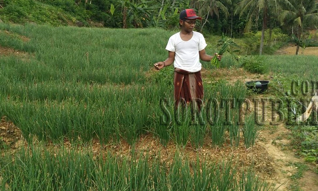 Petani Bawang Karo Protes Bawang Imor Ilegal Turunkan Harga