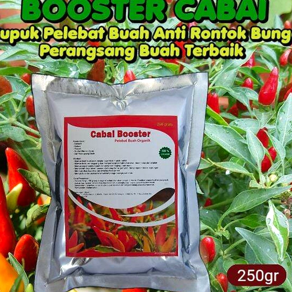 Petani Cabai Gunakan Paracetamol, Kementan Larang Keras
