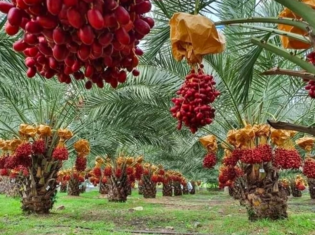 Petani Indonesia, Waktu Tanam Kurma agar Berbuah 5 Tahun