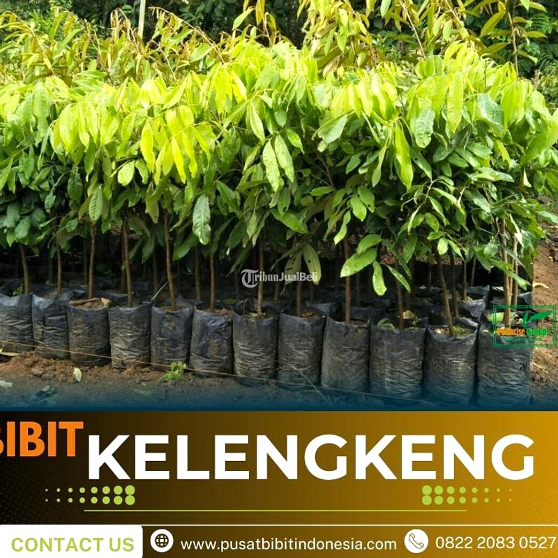 Petani Jokarto Hasil 200 Juta per Musim dari Kebun Kelengkeng