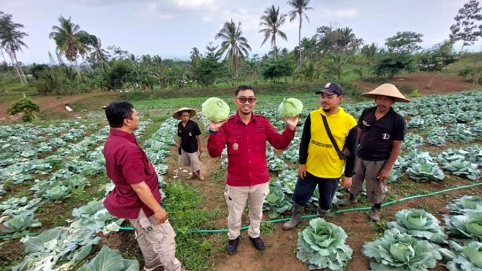 Petani Kubis Dairi Bidik Ekspor, Untung Dua Kali Lipat
