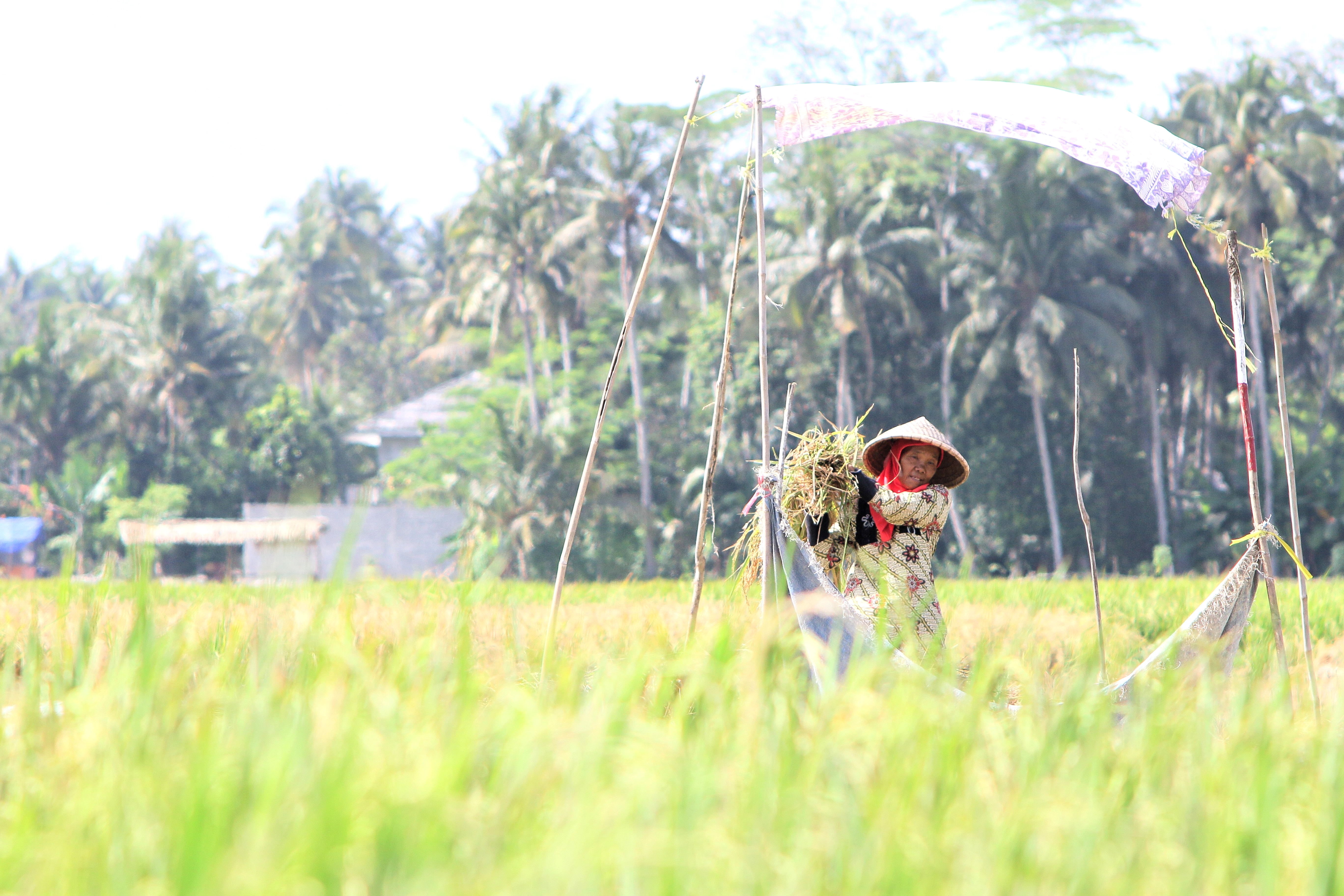Petani Pangandaran Tercekik Biaya Pompa Air