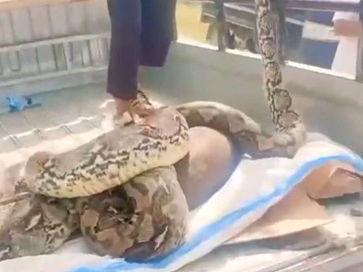 Petani Perempuan Tewas Diterkam Ular Piton 6 Meter