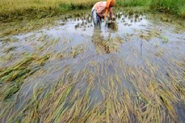 Petani Tambak Glagah Kehilangan 80% Hasil Panen Akibat Banjir