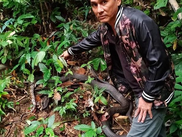 Petani Tewas Dililit Ular Piton 6 Meter di Muna Barat