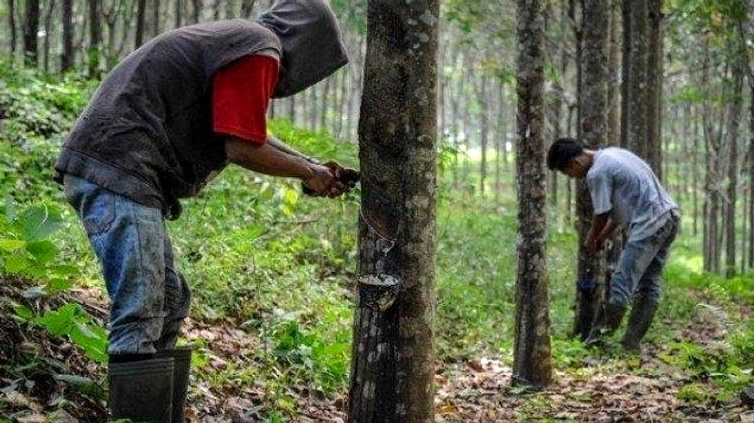 Petani Tewas Disengat Koloni Tawon Liar di Bulukumba