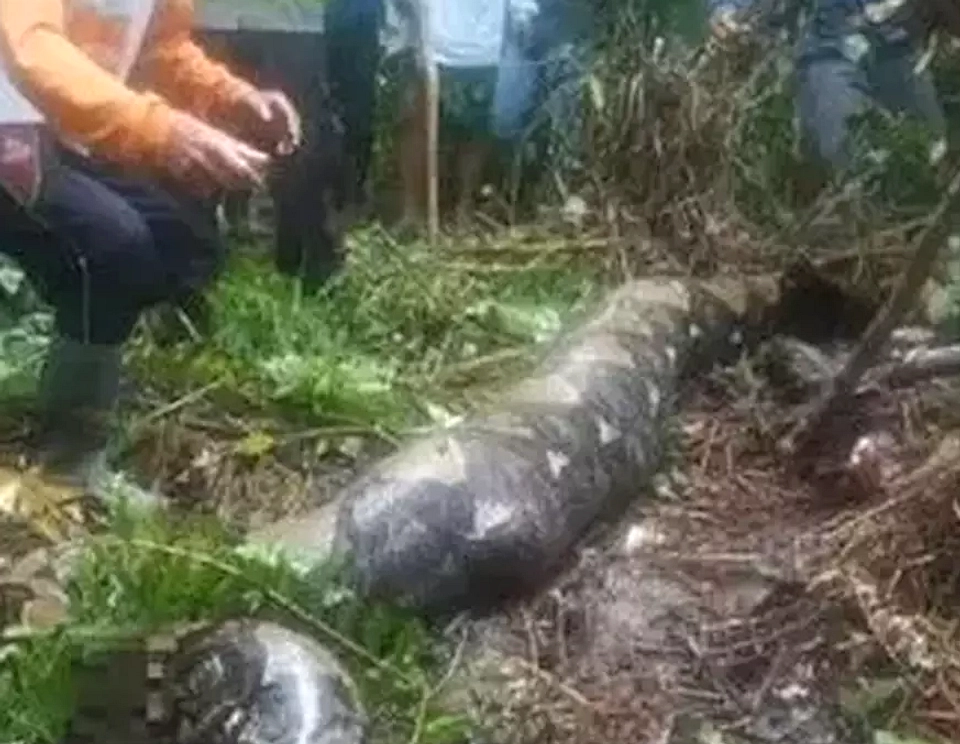 Petani Tewas Diterkam Ular Piton 6 Meter