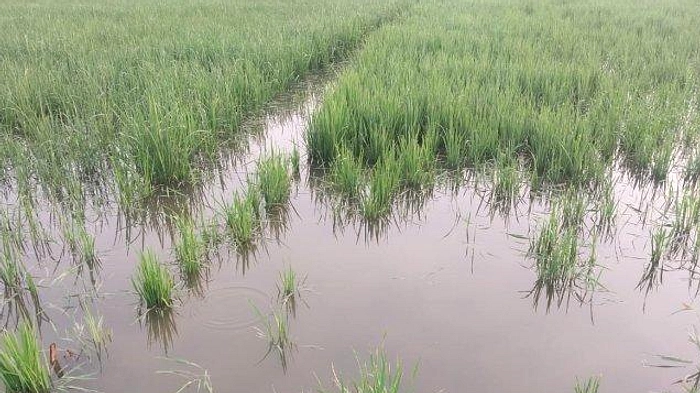 Petani Tewas Tersengat Jebakan Tikus Beraliran Listrik Blora