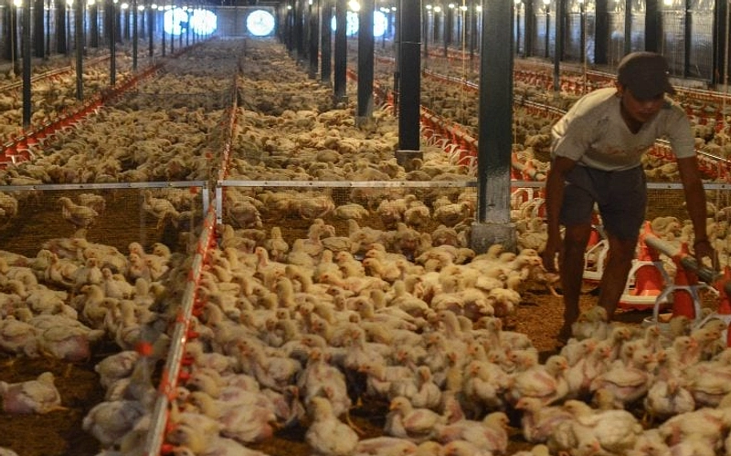 Peternak Ayam Broiler Rugi Ratusan Juta, Harga Jual Rendah