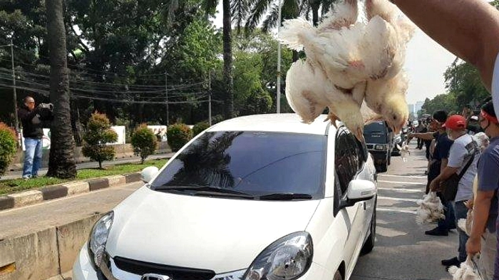 Peternak Ayam Jakarta Rugi Rp 4.000/kg karena Harga Turun