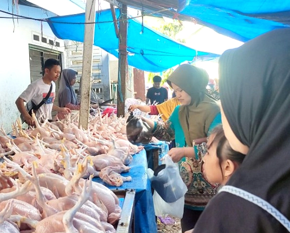 Peternak Buka Suara soal Harga Ayam Mahal