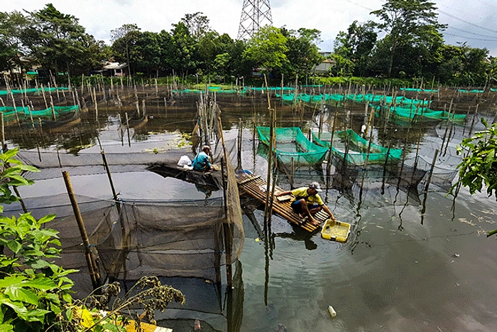 Peternak Ikan Keramba di Lumajang Rugi Jutaan Rupiah Akibat Belerang