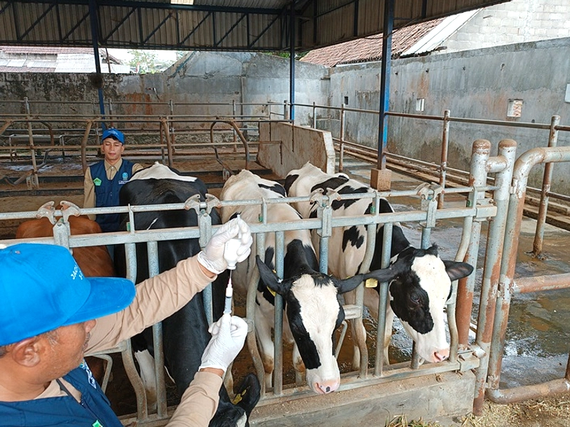 Peternak Sapi Perah Dusun Brau Siap Hadapi Musim Kemarau
