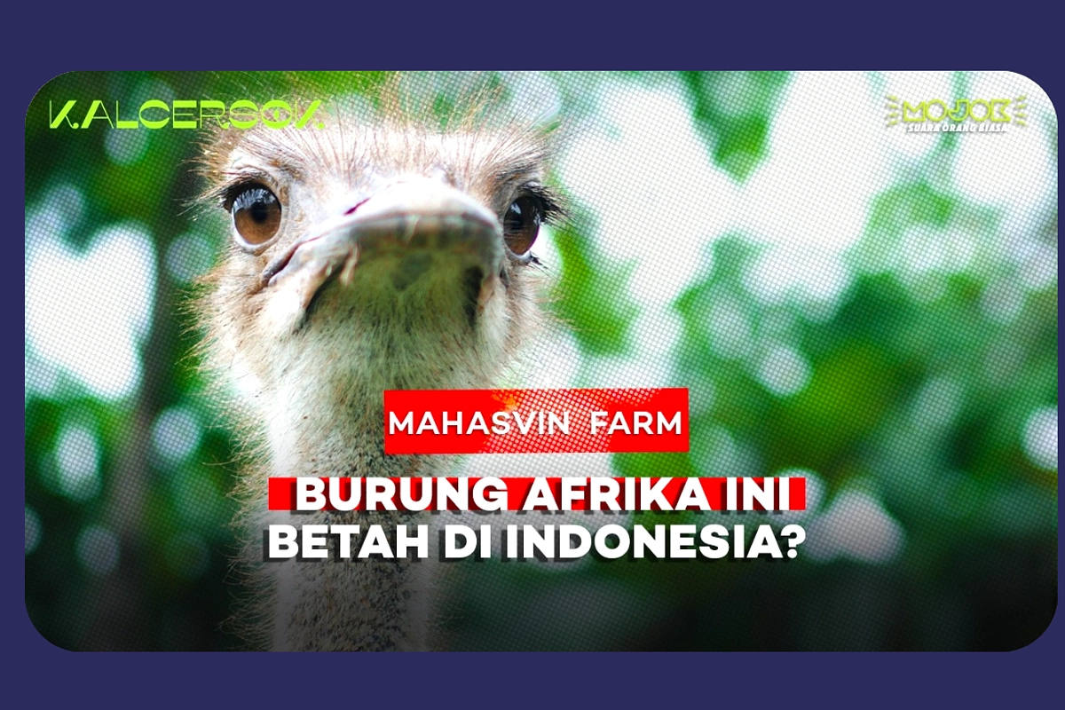 Peternakan Unta Mojokerto: Pemeliharaan Lebih Mudah dari Sapi