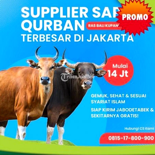 Pilih Sapi Kurban Sehat: Ciri‑Ciri Utama yang Perlu Diperiksa