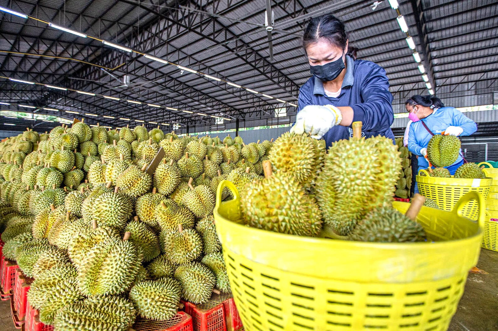 Pimrypie Jual Durian Murah Online, Kerugian Rp4,4 Miliar