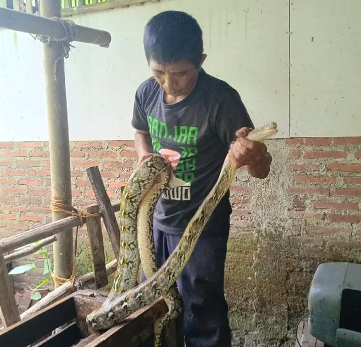 Piton 2 Meter Masuk Warung, Damkar Evakuasi Warga Pagi