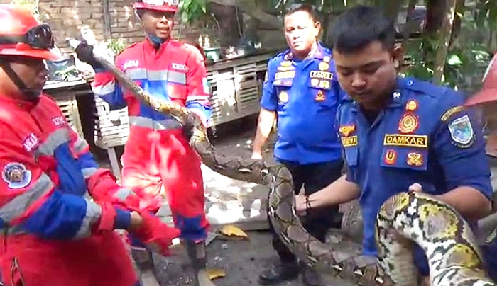 Piton 2 Meter Menelan Ayam di Dusun Baluk, Damkar Tanggapi