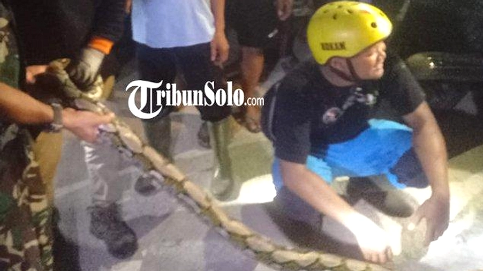 Piton 3 Meter Dievakuasi di Dusun Plagan, Klaten Tahun 2026