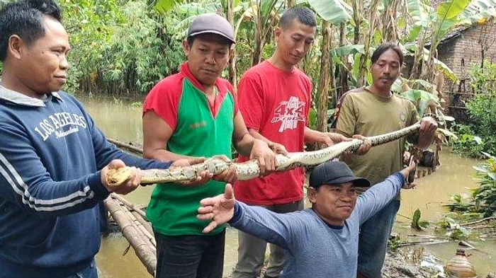 Piton Memakan Ayam, Warga Klaten Tangkap Pindahkan ke Sungai