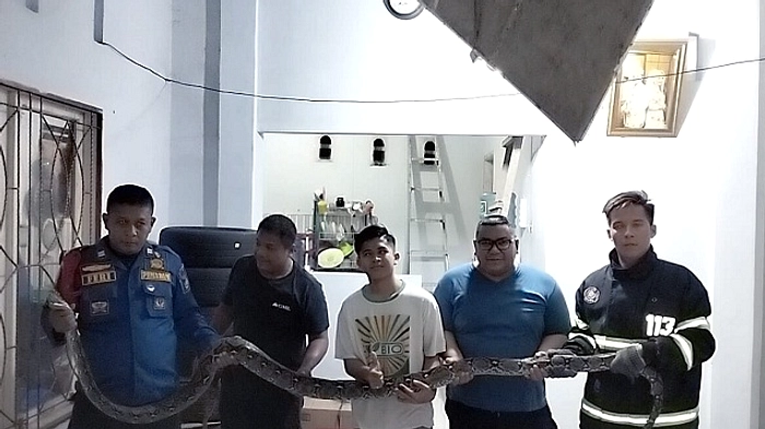 Pitons 3m Tertangkap di Garasi, Evakuasi Berhasil Klaten