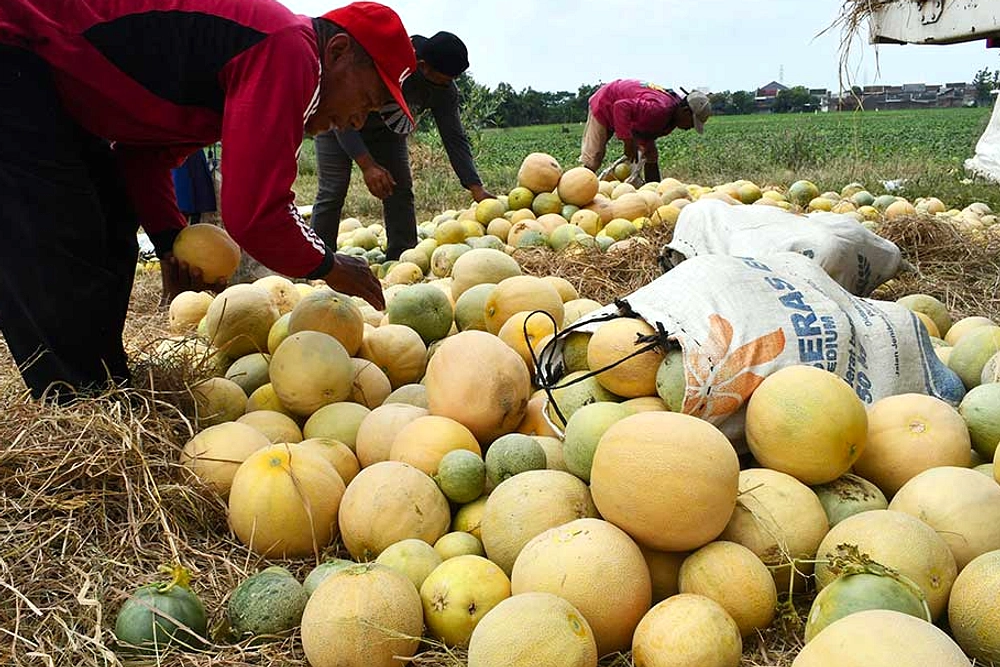 PKK OKU dan Sumatera Selatan Panen Melon di Lorong Manan