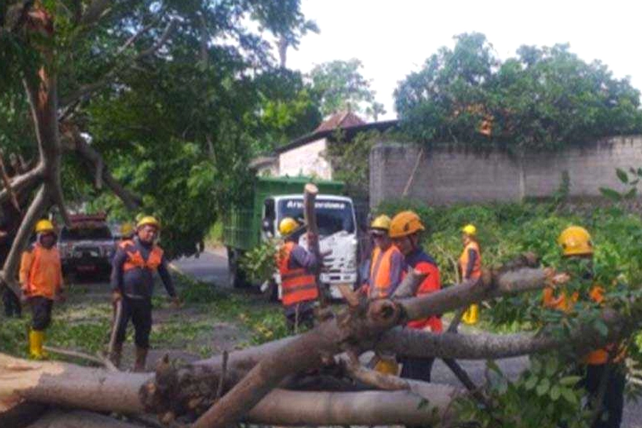 Pohon Ketapang 10m Tumbang di Jalan Denpasar, Tersendat