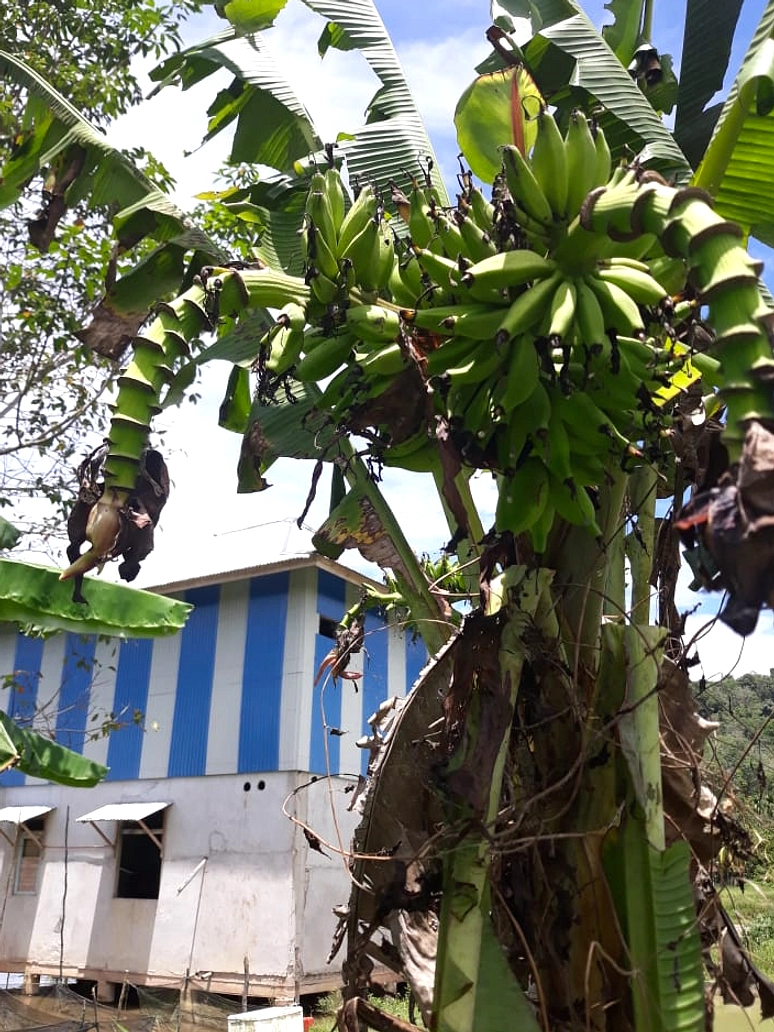 Pohon Pisang 2,5 Meter di Bone Bolango Menarik Pengunjung