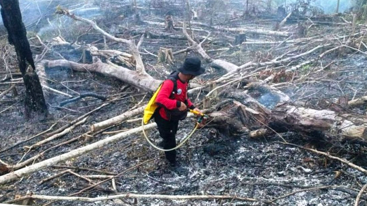 Pohon Randu 20 Meter di Makam Dororejo Terbakar Petir