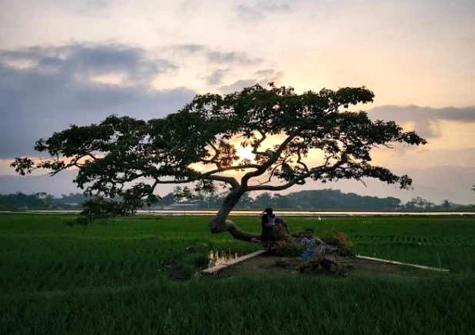 Pohon Rejasa Salatiga: Langka Karena Pertumbuhan Lambat