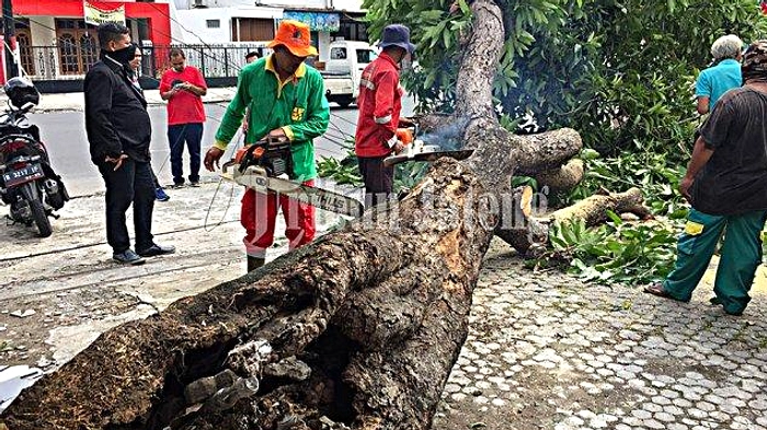 Pohon Tumbang Menutupi Jalan Medan, Kendaraan Terhenti