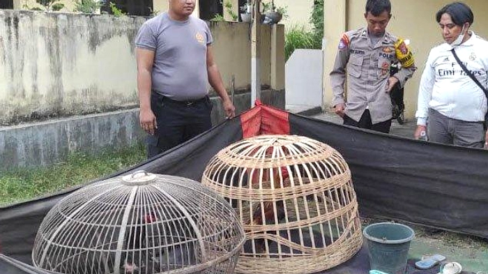 Polri Tangkap Dua Tersangka Sabung Ayam di Mukomuko