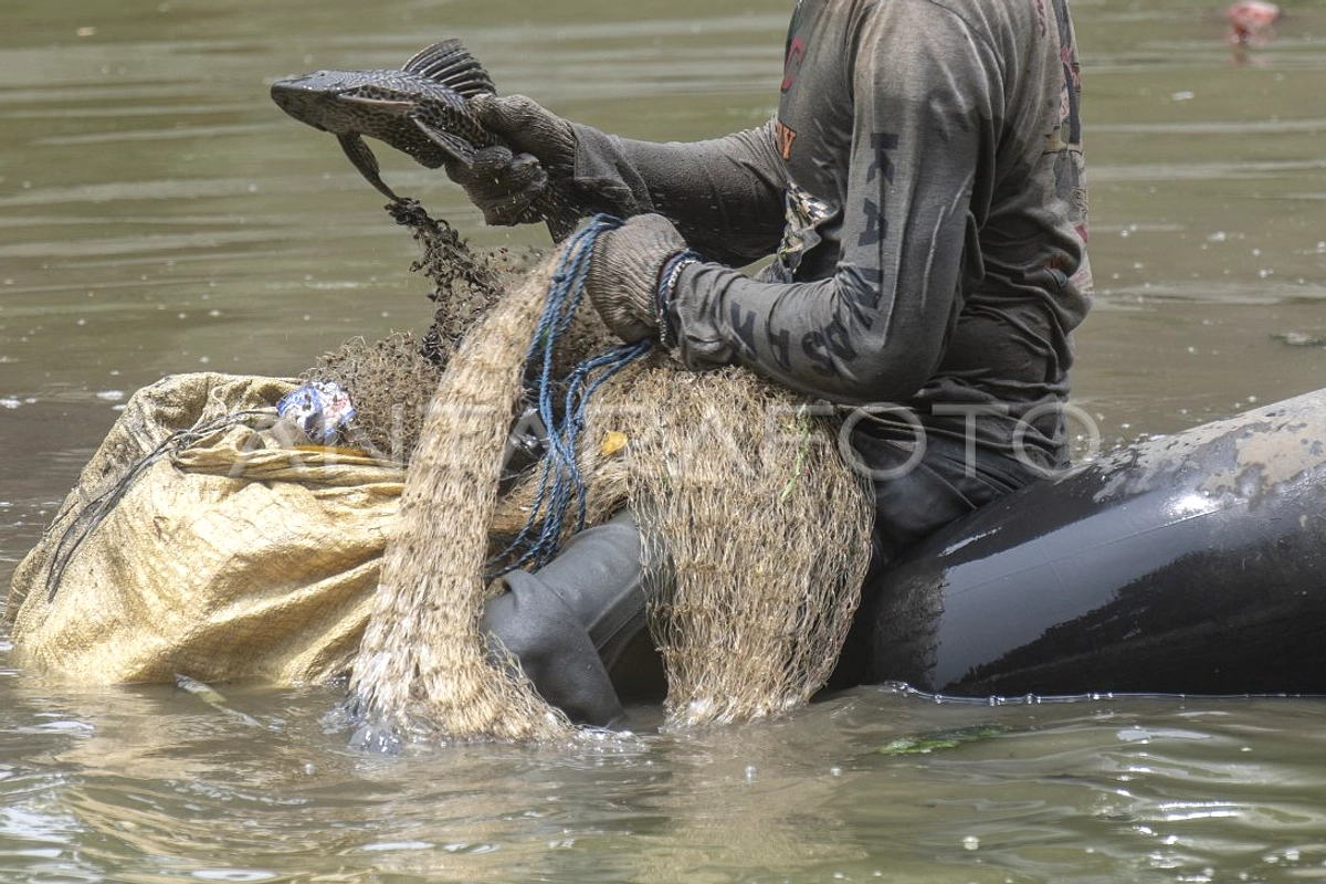 Populasi Ikan Sapu‑Sapu Naik, Menunjuk Air Sungai Bermasalah