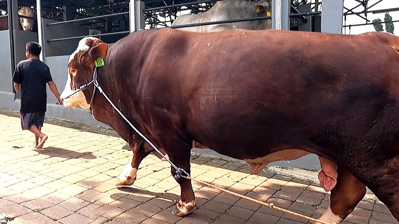 Prabowo Beli Sapi Simental 1,2 Ton Lamongan untuk Iduladha