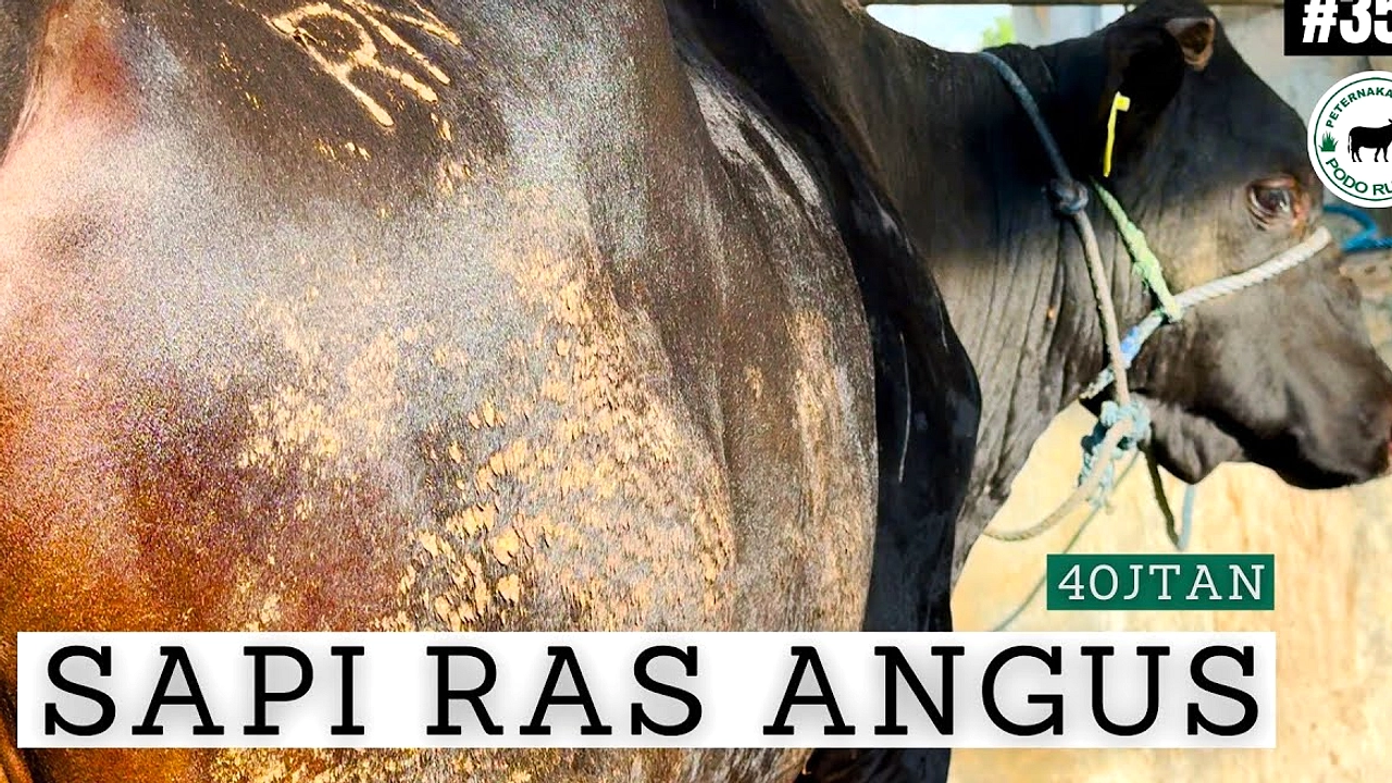 Prabowo Kirim Sapi Angus Berat 917kg ke Musi Rawas Idul Adha