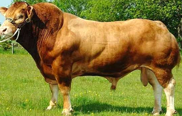 Prabowo Serahkan Sapi Kurban 1,1 Ton ke Desa Kawengan