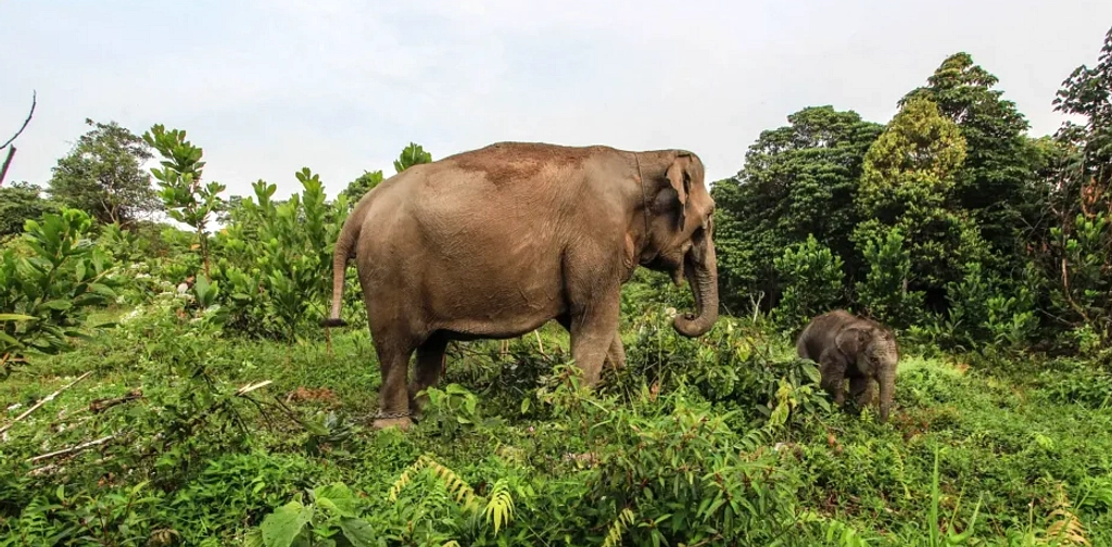 Prabowo Terbitkan Inpres Selamatkan Gajah Sumatra dan Kalimantan