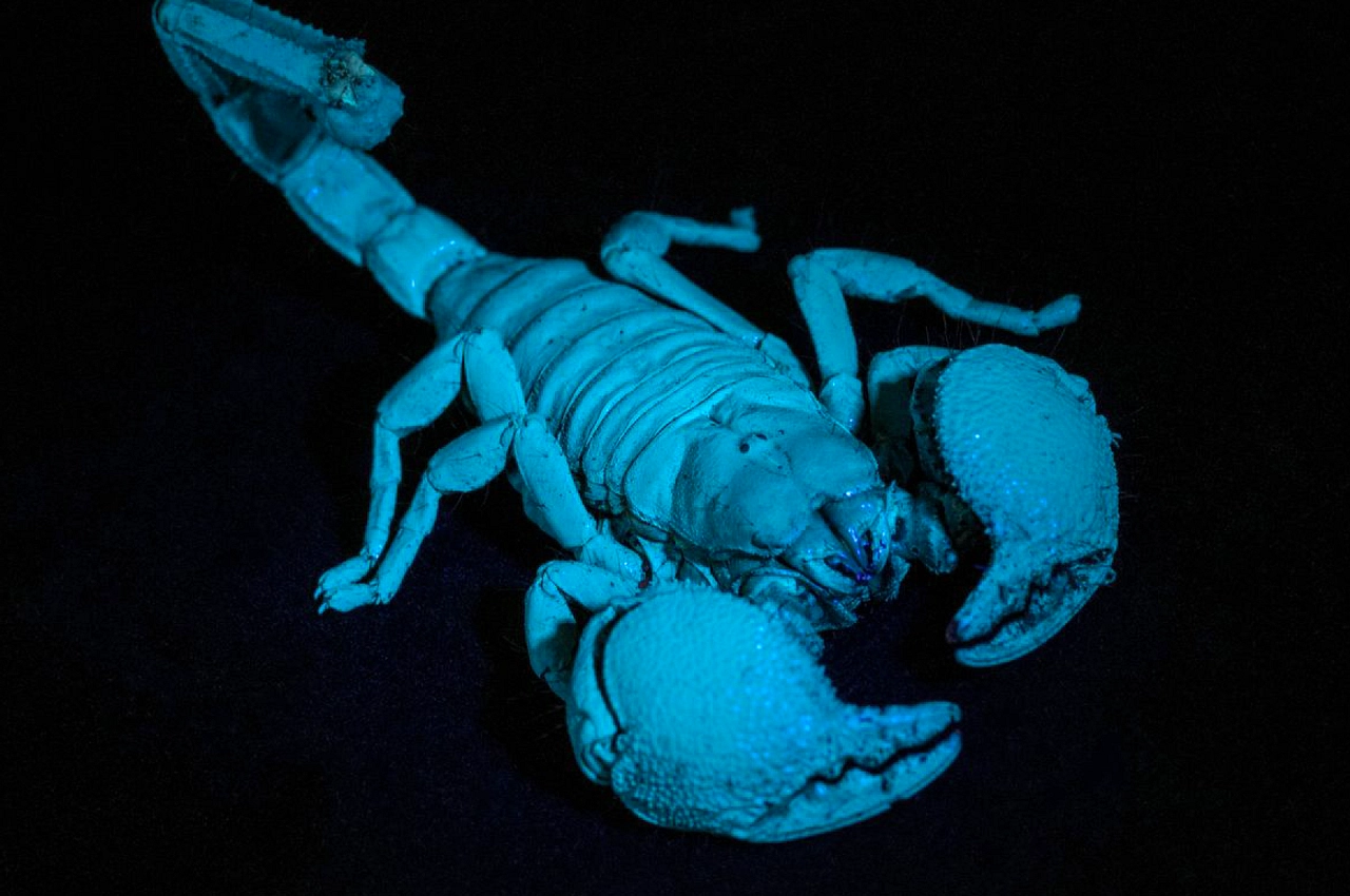 Praearcturus Gigas: Kalajengking Raksasa 1 Meter di Era Devon