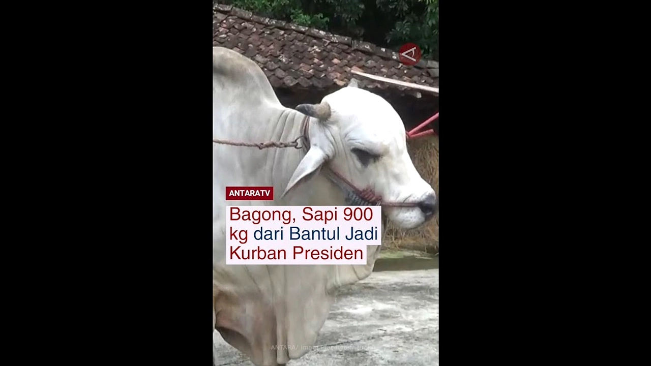 Presiden Kirim Sapi Jumbo 1,15 Ton ke Sulawesi Barat