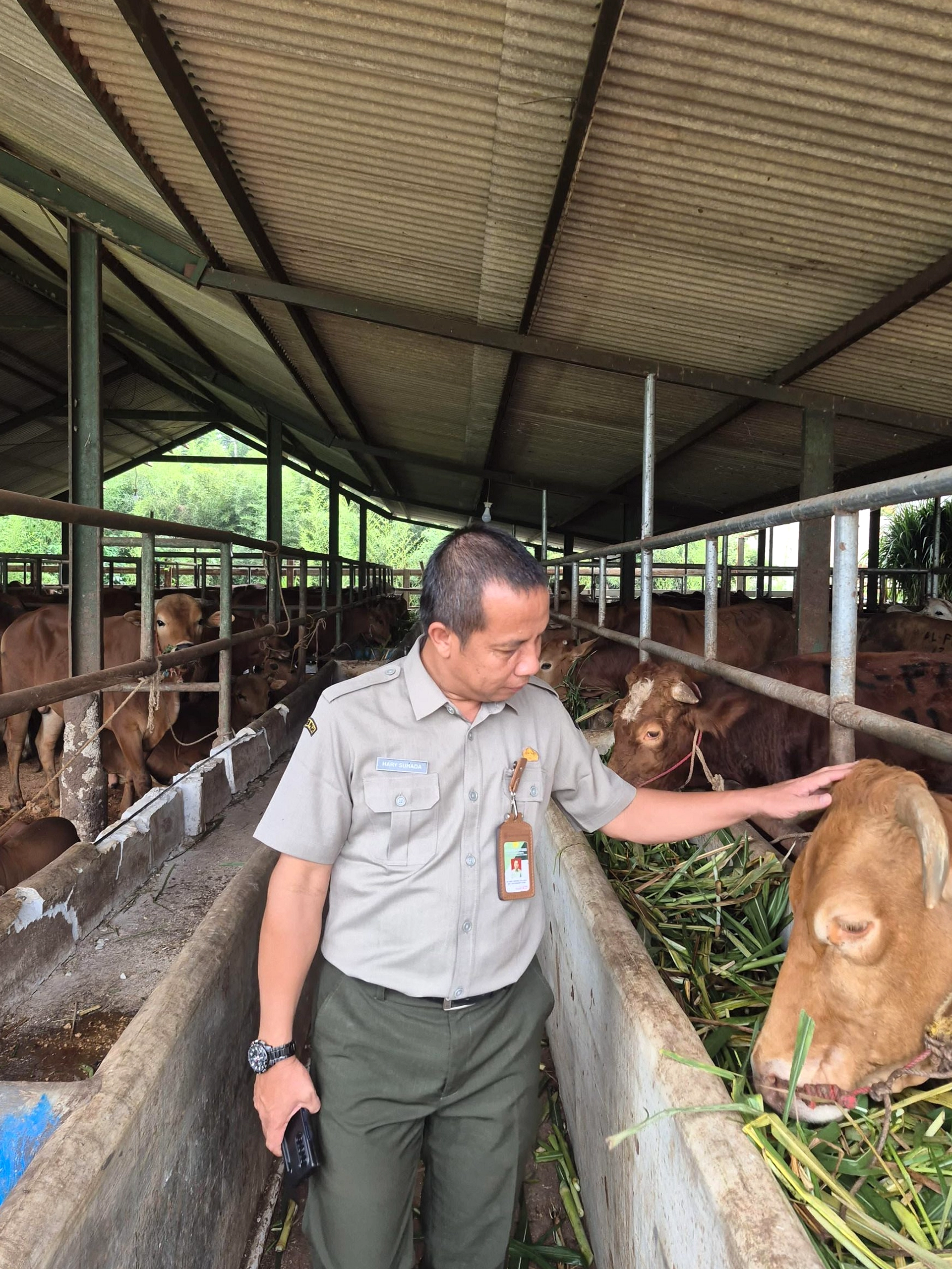 Presiden Prabowo Distribusi 1.098 Sapi Kurban Rp 100 Miliar