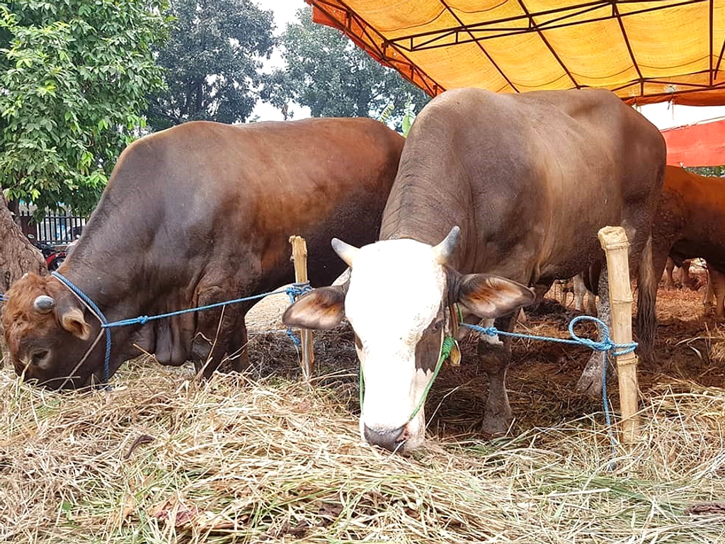 Presiden Prabowo Kirim Sapi Kurban 850kg ke Lubuklinggau
