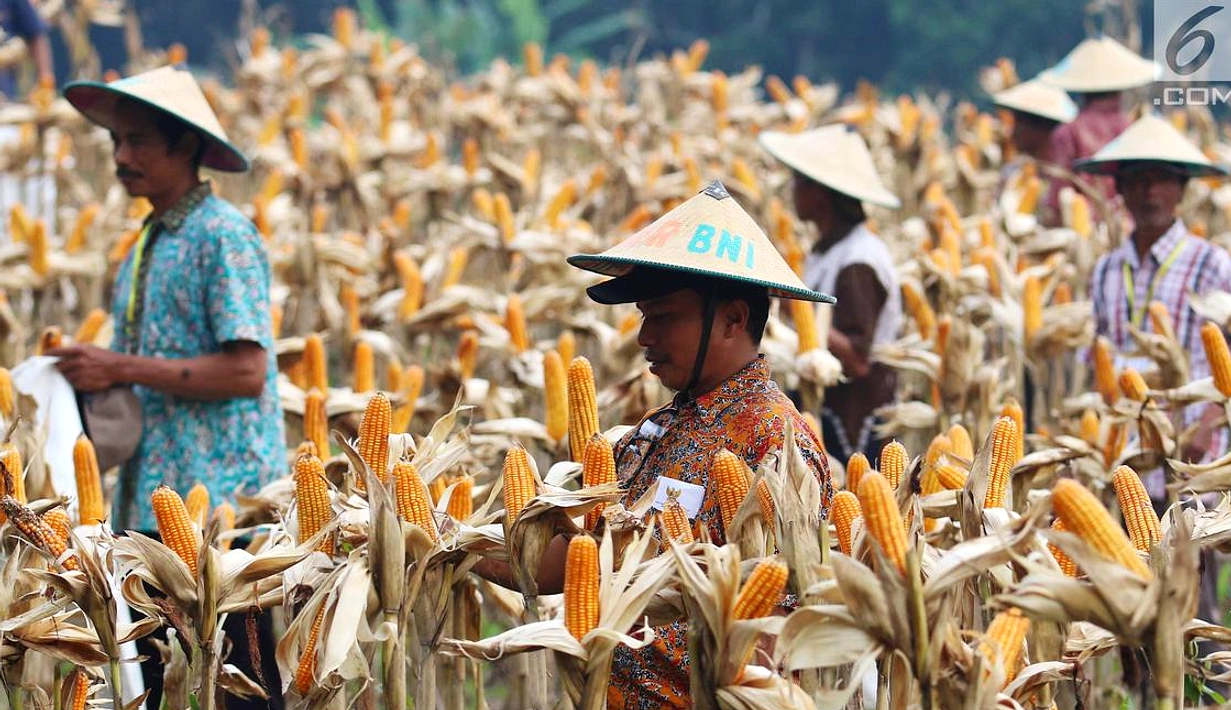 Presiden Prabowo Kunjungi Tuban, Panen Raya Jagung